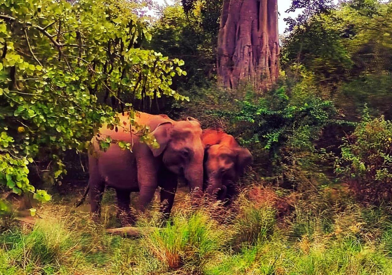 Elephant Paradise Safari Bungalow Hotel Udawalawe Luaran gambar