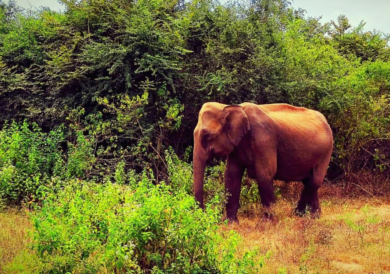 Elephant Paradise Safari Bungalow Hotel Udawalawe Luaran gambar