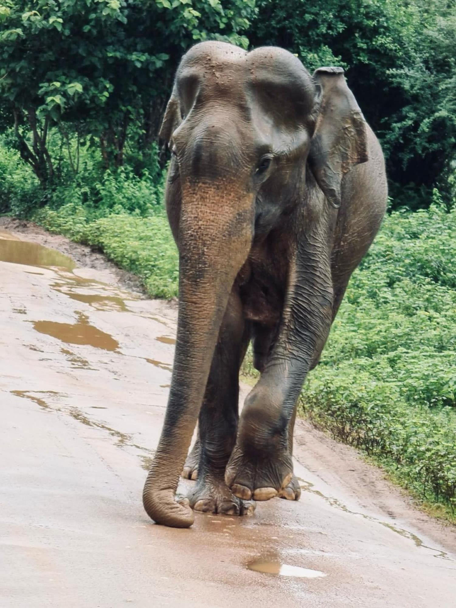 Elephant Paradise Safari Bungalow Hotel Udawalawe Luaran gambar