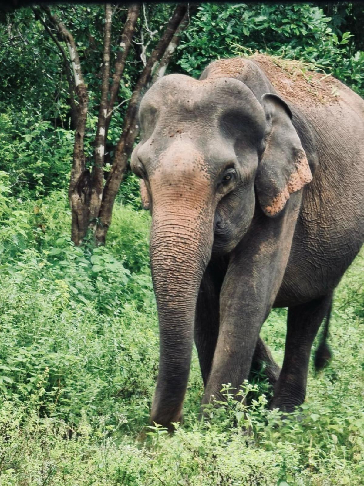 Elephant Paradise Safari Bungalow Hotel Udawalawe Luaran gambar