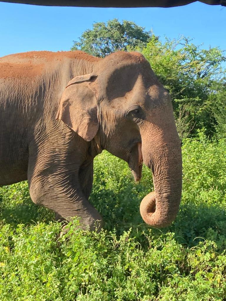 Elephant Paradise Safari Bungalow Hotel Udawalawe Luaran gambar