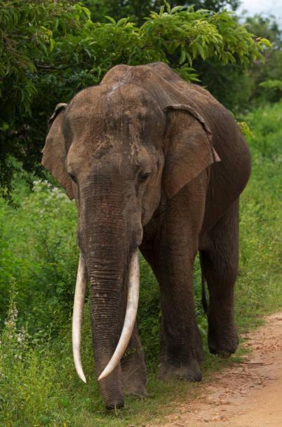 Elephant Paradise Safari Bungalow Hotel Udawalawe Luaran gambar