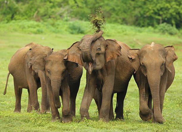 Elephant Paradise Safari Bungalow Hotel Udawalawe Luaran gambar