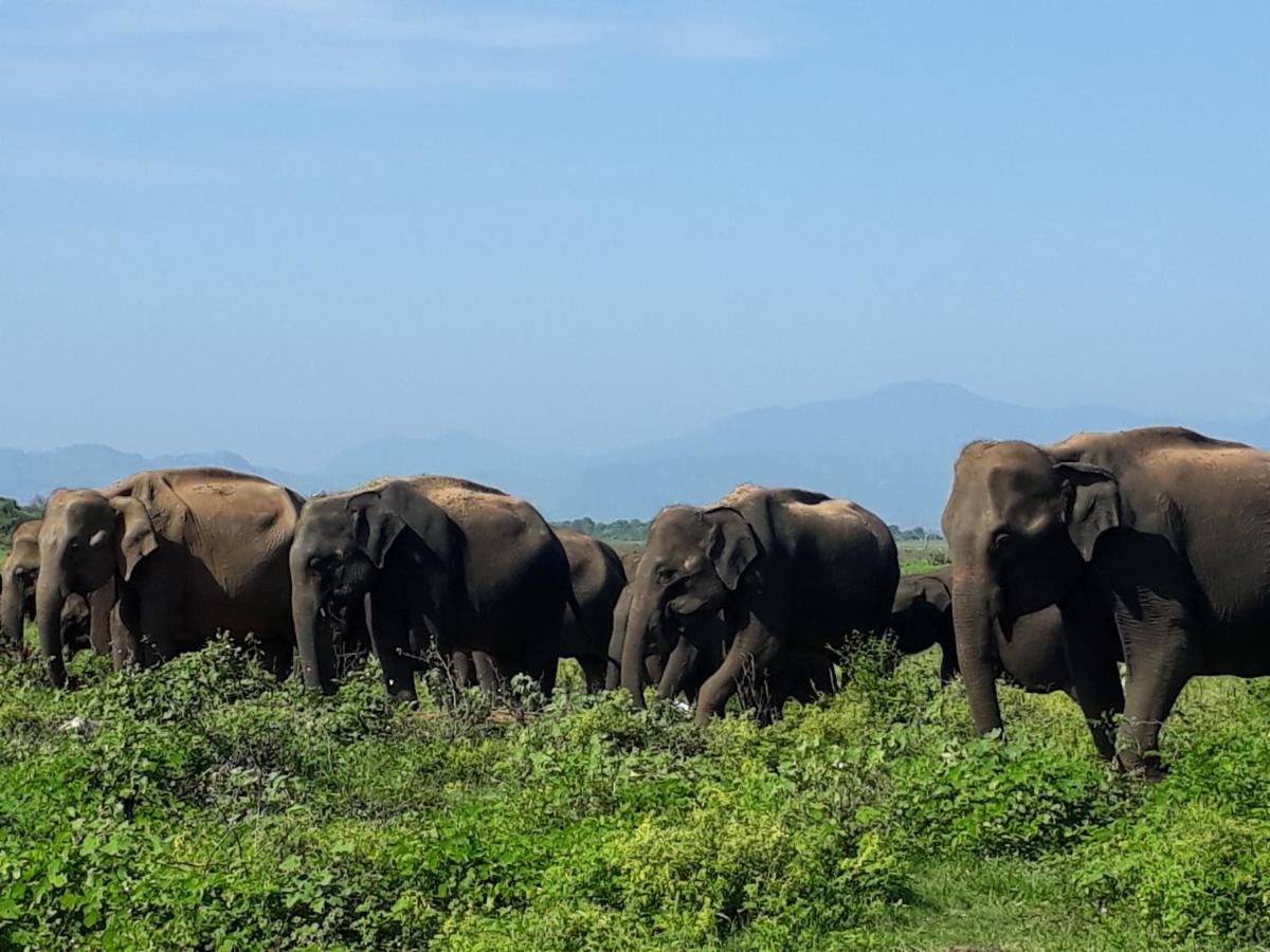 Elephant Paradise Safari Bungalow Hotel Udawalawe Luaran gambar