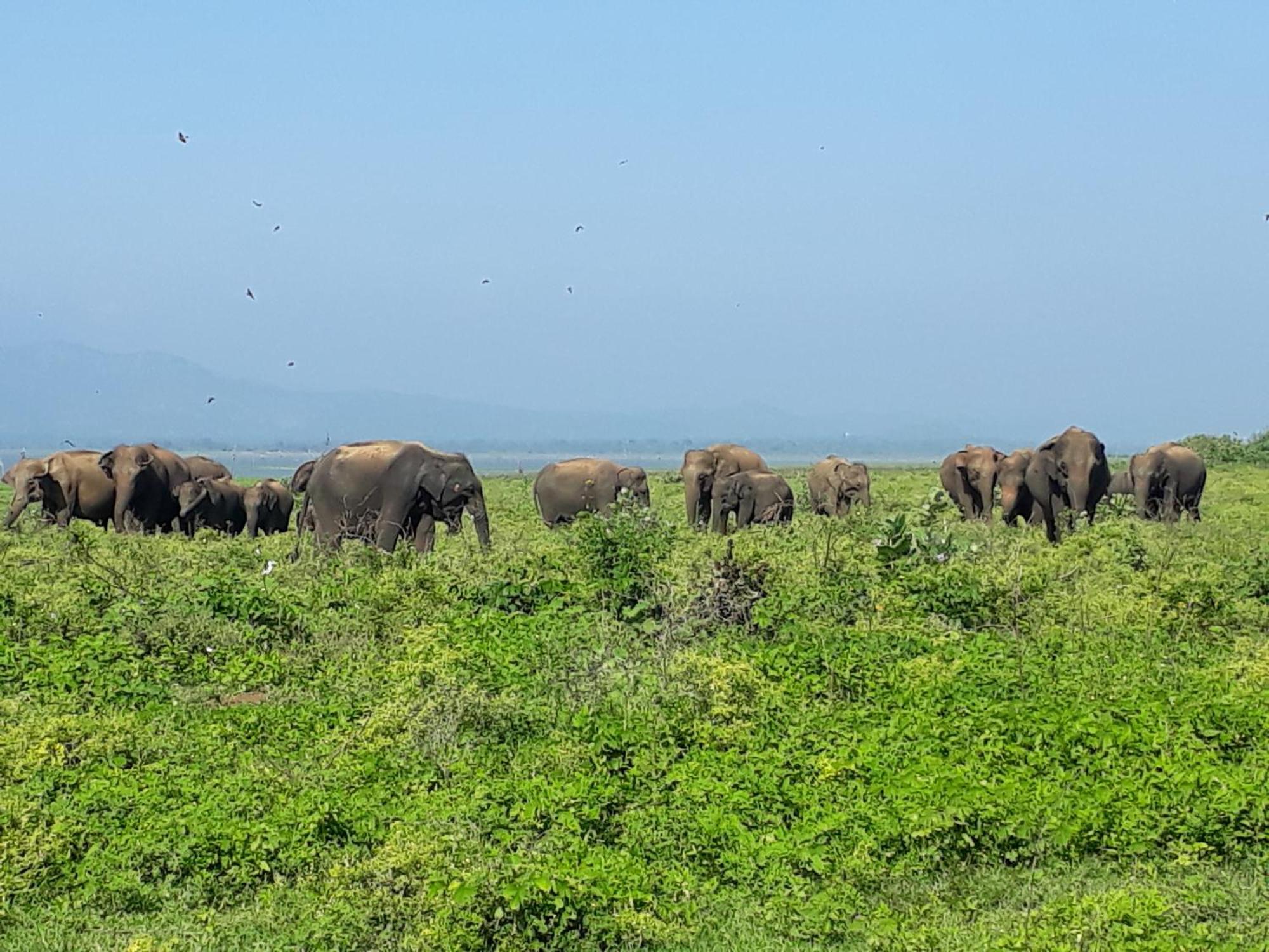 Elephant Paradise Safari Bungalow Hotel Udawalawe Luaran gambar